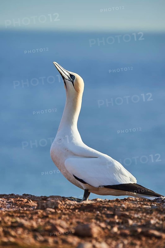 Northern gannet (Morus bassanus) standing on the cliff with the sea in the background, wildlife, Helgoland, Germany