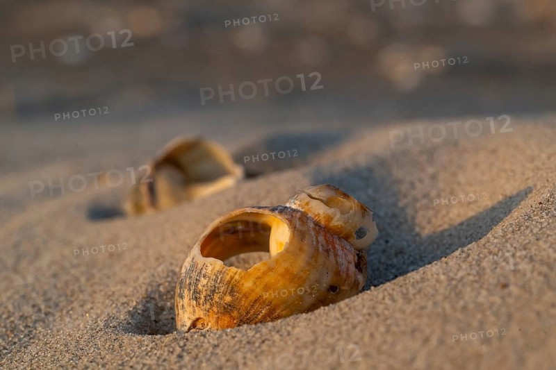 Shells lying in sand, evening light, Sortebærdalen Strand, Houvig, North Sea, Denmark