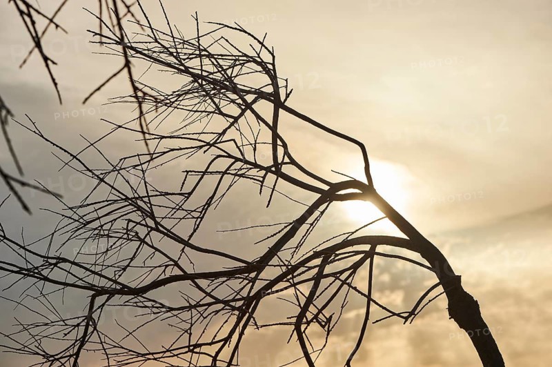 Tried tree in front of the sun on a loudy day, ebro delta, Catalonia, Spain