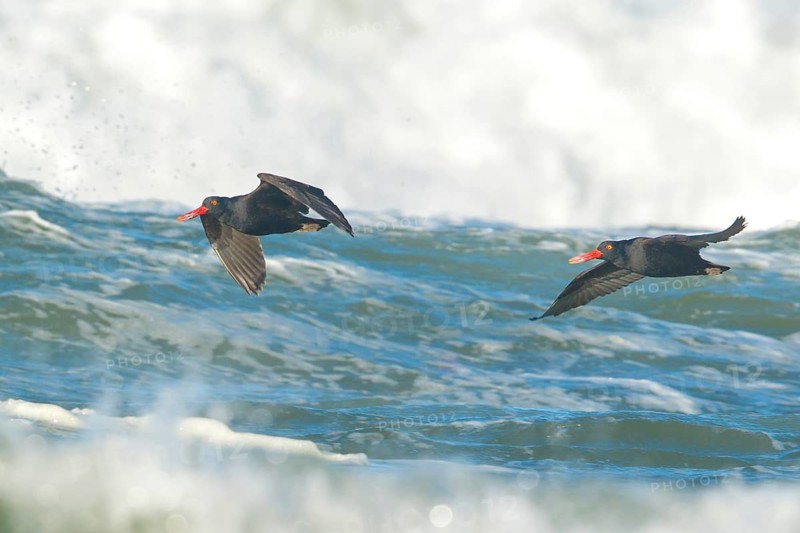 Blackish Oystercatcher (Haematopus ater)