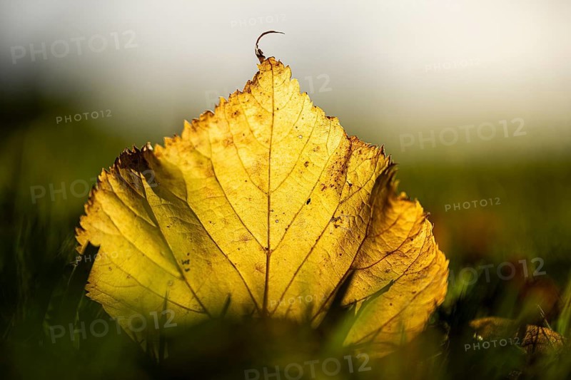 Linden leaf (Tilia) backlit on grass, Mindelheim, Unterallgäu, Bavaria, Germany