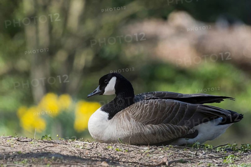 A Canada goose (Branta canadensis) resting in the greenery with yellow flowers in the background, Hesse, Germany