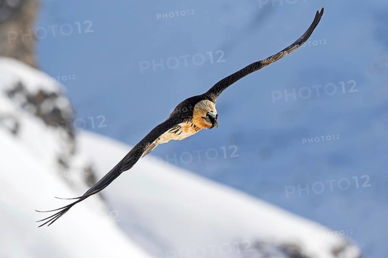 Bearded Vulture (Gypaetus barbatus) flying, Valais, Switzerland