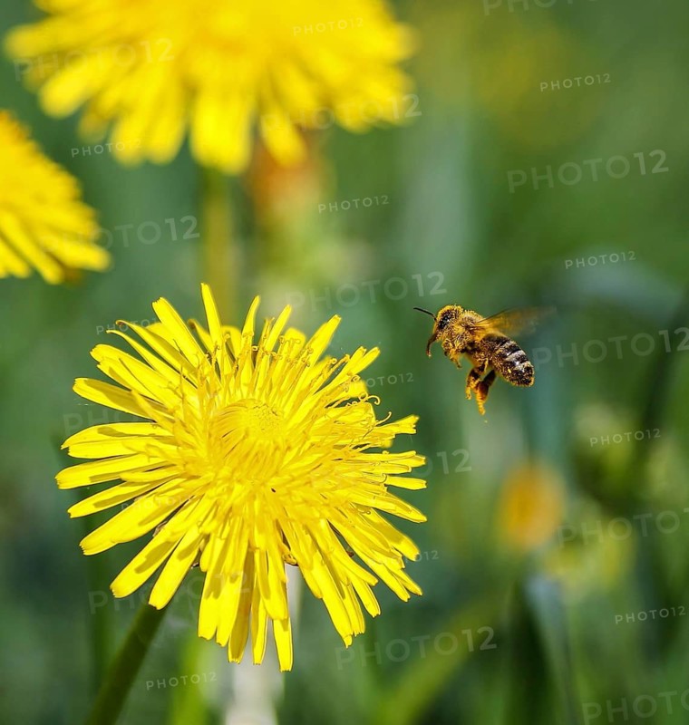 Honigbiene (Apis mellifera) sammelt Nektar an an blühendem Löwenzahn (Taraxacum officinale), Hessen, Deutschland