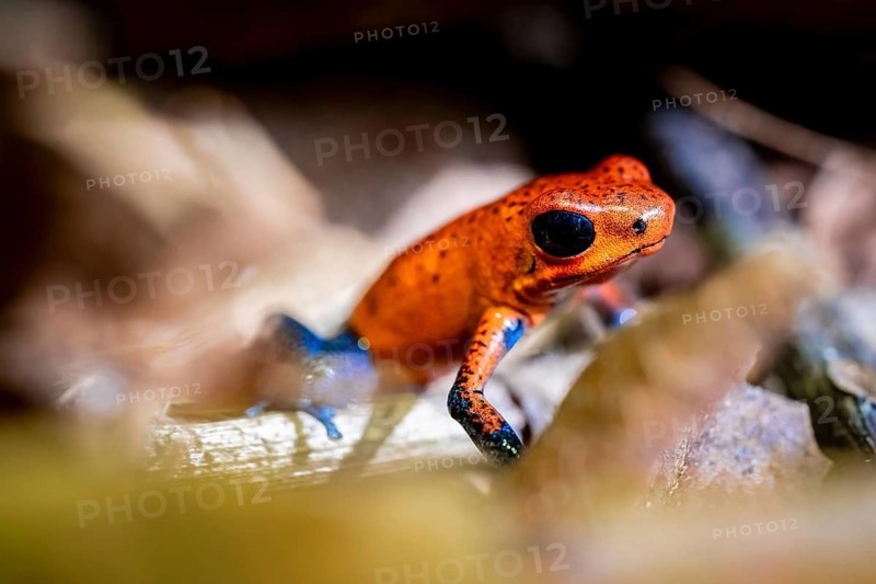 Strawberry frog (Oophaga pumilio) on the forest floor Heredia province, Costa Rica