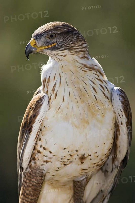 Ferruginous Hawk (Buteo regalis), Arizona, USA
