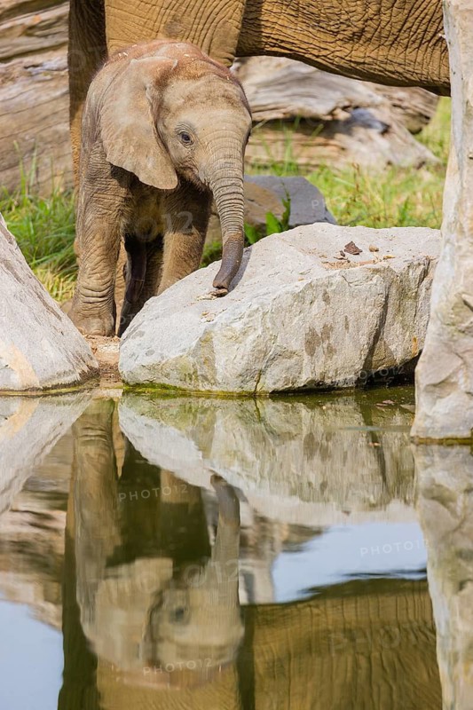 Adult female African elephant (Loxodonta africana) with 4 month old baby at a water hole, with reflection of elephants