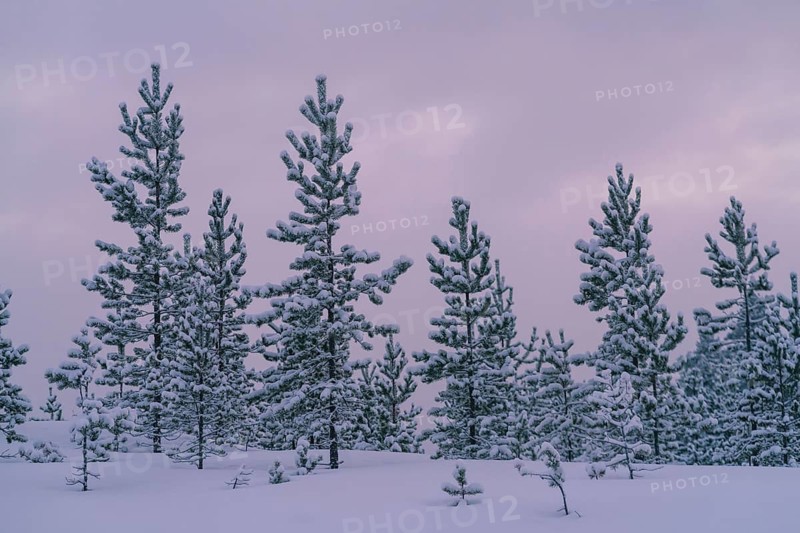 Snow-laden pine trees stand tall under a serene, cloudy sky in Swedish Lapland. The tranquil landscape captures the cold beauty and peacefulness of a winter wonderland