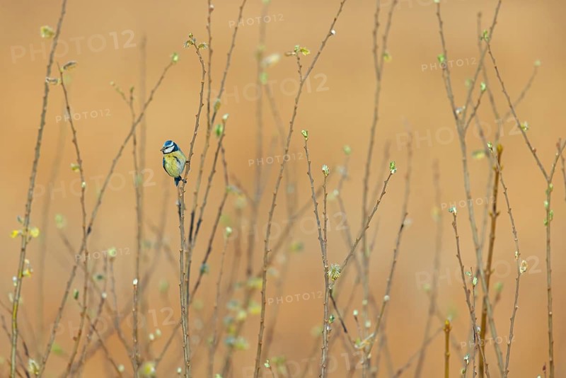 Blue tit, Cyanistes caeruleus) on a perch, Wagbachniederung nature reserve, Baden-Württemberg, Germany