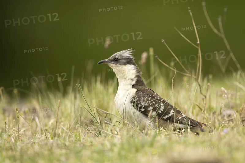 Great Spotted Cuckoo (Clamator glandarius), Madrid, Spain