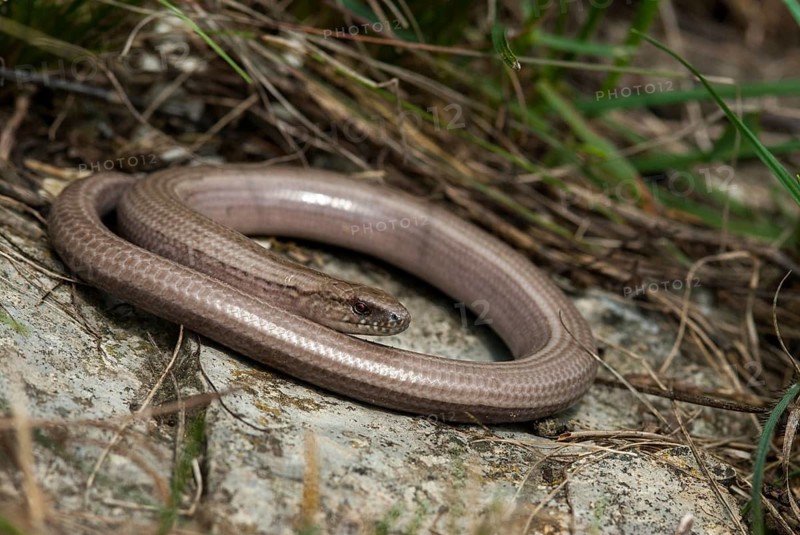 Anguis fragilis, slow worm, western slow worm, blindworm, critters, deaf adder, lizards, hazelworm, reptiles, leo, lizards, long-cripple, reptilia, reptiles, slowworm