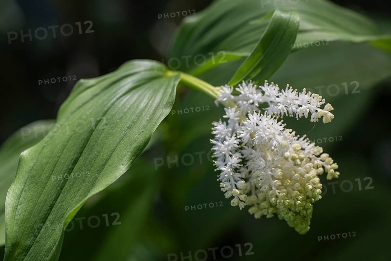 Scented seal (Smilacina racemosa), Emsland, Lower Saxony, Germany