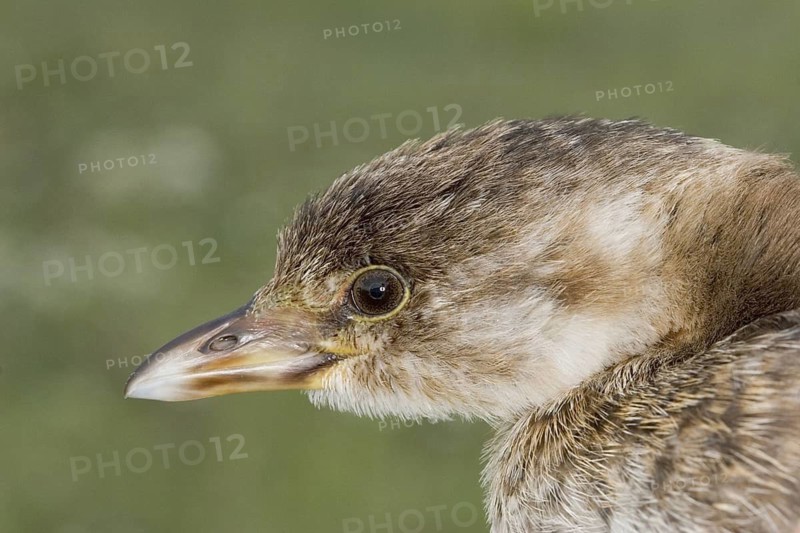 Pied-billed Grebe Podilymbus podiceps Whitewater Lake, Manitoba, Canada 31 August Immature Podicipedidae