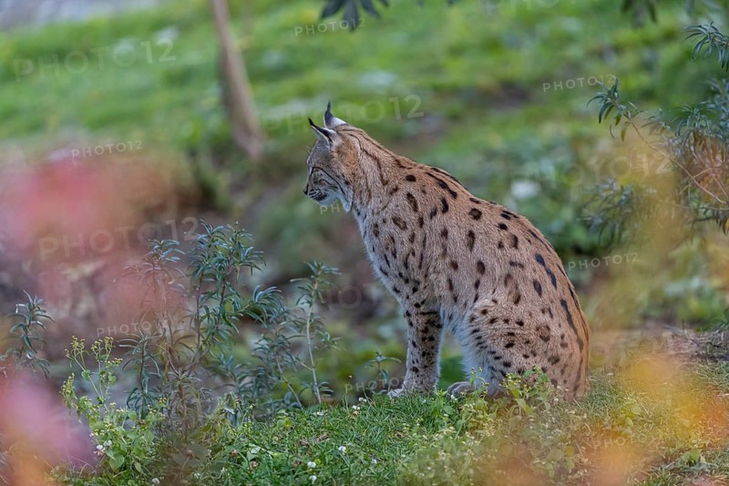 One Eurasian lynx, (Lynx lynx), sitting on green grass framed by fall foliage