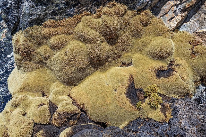 Areta plant (Azorella compacta), an extremely slow-growing cushion plant found in the Andes, the Cordillera Blanca, northern Peru, Peru, South America