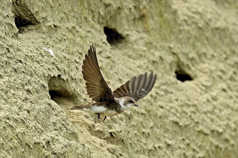 Sand martin (Riparia riparia), taking off from its breeding tube, Reussegg nature reserve, Canton Aargau, Switzerland