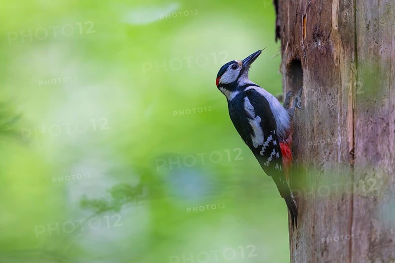 Pileated Woodpecker (Dendrocopos major) at the breeding cavity, Piciformes, Göggingen, Krauchenwies, Landkreis Sigmaringen, Baden-Württemberg, Baden-Württemberg, Germany