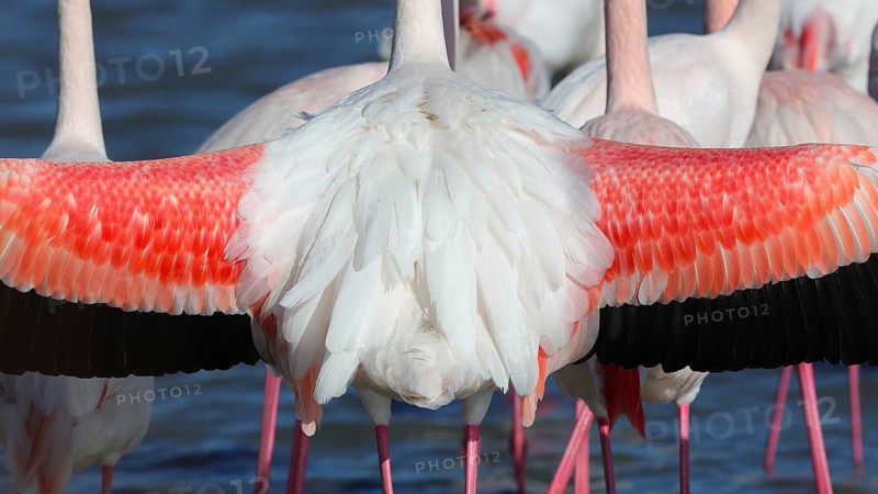 Captured in the French Camargue, this image showcases pink flamingos with strikingly colored feathers engaged in a nuptial display