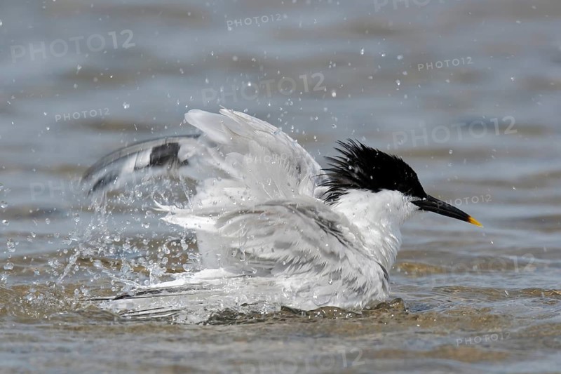 Sandwich Tern (Thalasseus sandvicensis) bathing, Lower Saxony, Germany