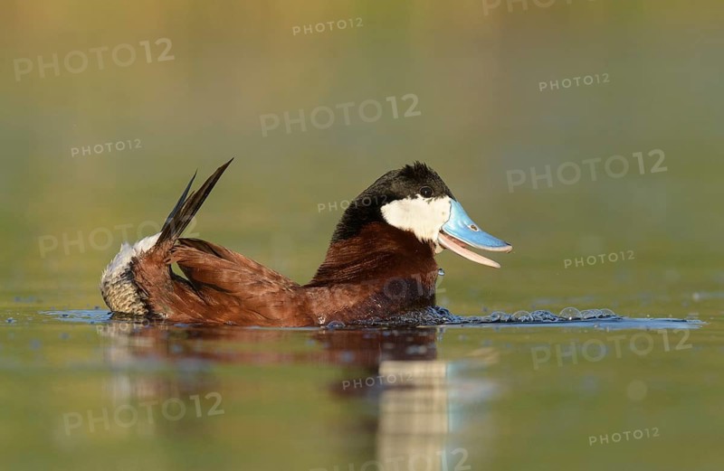 Ruddy Duck (Oxyura jamaicensis) male, British Columbia, Canada