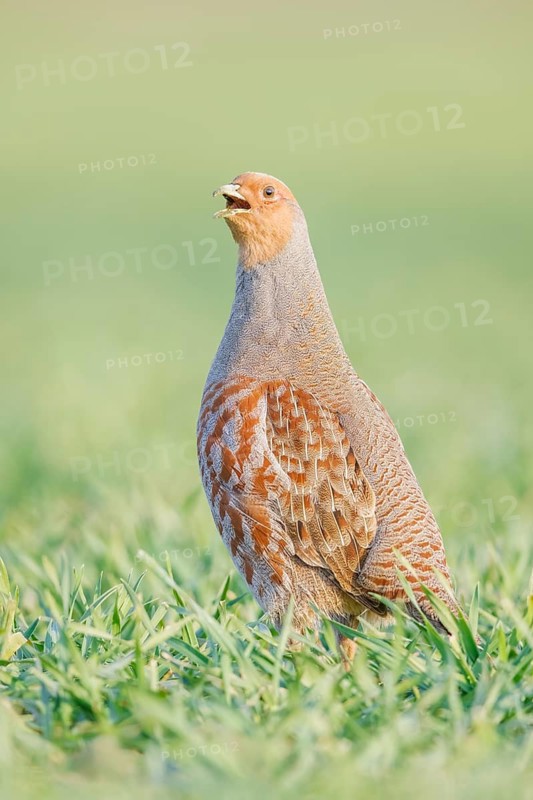 Rebhuhn, Perdix perdix Grey Partridge, Perdix perdix
