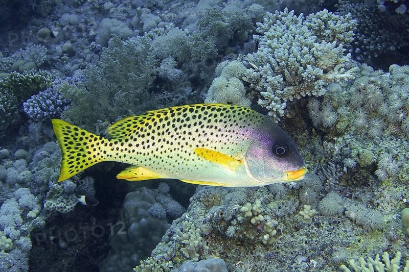 Black spotted sweetlips (Plectorhinchus gaterinus)