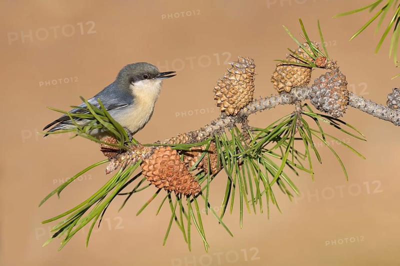 White-breasted Nuthatch (Sitta carolinensis) perched on a conifer branch, Colorado, USA