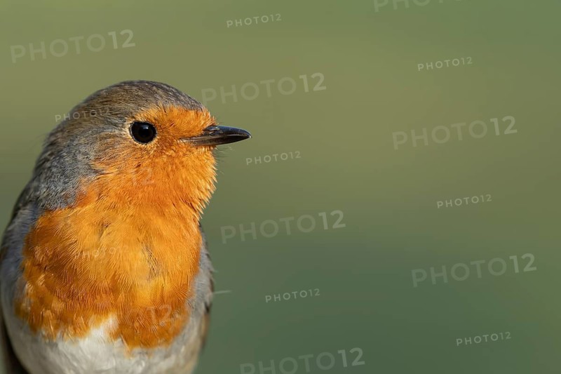 European robin (Erithacus rubecula) adult bird head portrait, England, United Kingdom