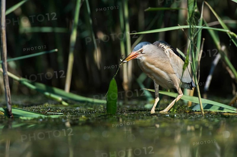 Little Bittern (Ixobrychus minutus) foraging, Bulgaria