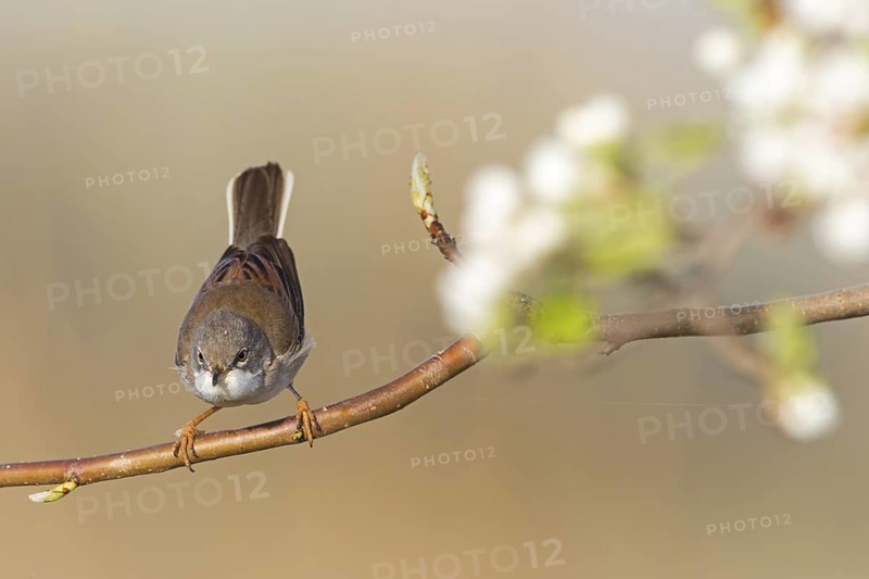 Whitethroat, (Sylvia communis), songbird, animals, birds, genus. of Curruca, NSG Der Spieß, Rheindürkheim, Rhineland-Palatinate, Federal Republic of Germany