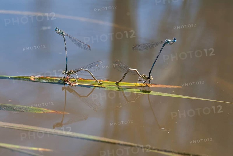 Azure damselfly, blue feather dragonfly, platycnemis pennipes, white-legged damselfly, Bulgaria, damselflies, dragonflies, egg deposition, egg laying, female, insects, leo, dragonflies, male, odonata, female, zygoptera