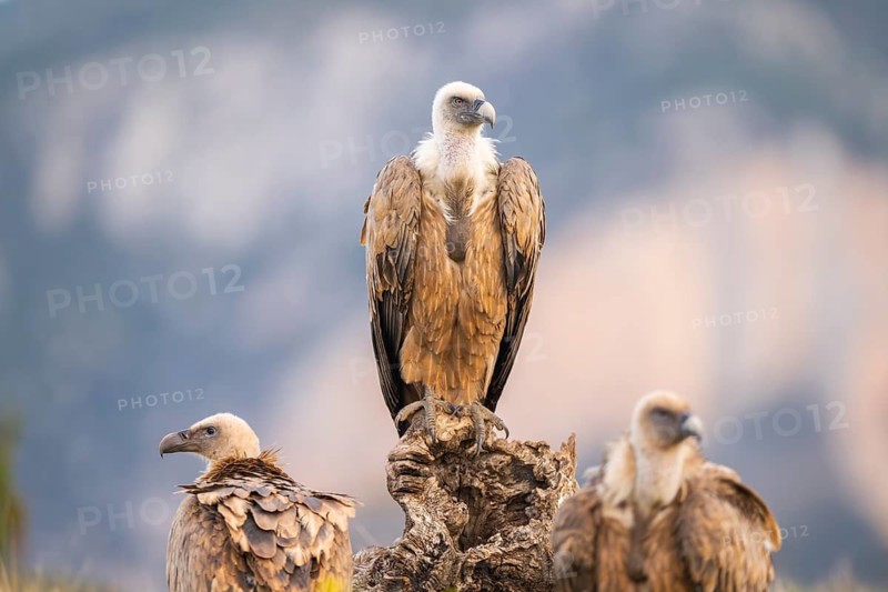 Griffon Vulture (Gyps fulvus) sitting on an old gnarled root in autumn, Pyrenees, Catalonia, Spain