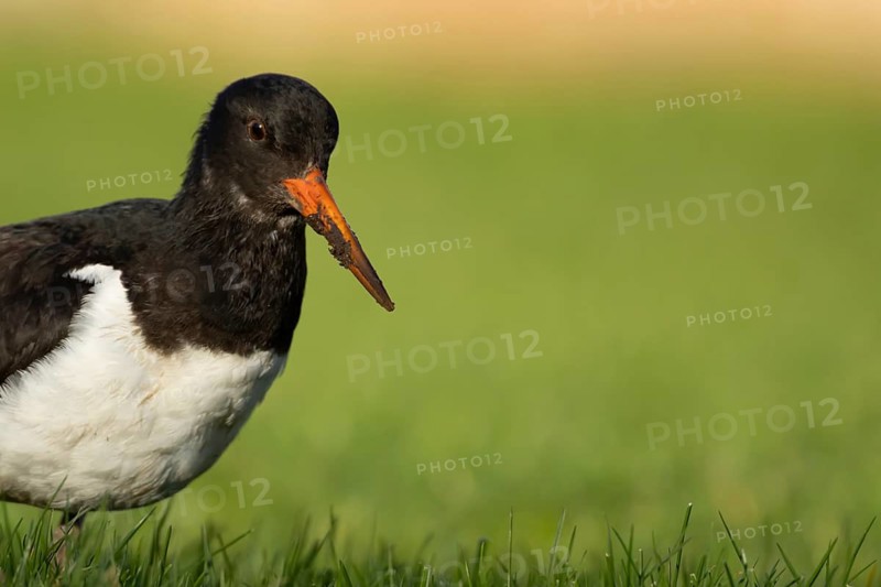 Eurasian oystercatcher (Haematopus ostralegus) adult wader bird on grassland, England, United Kingdom