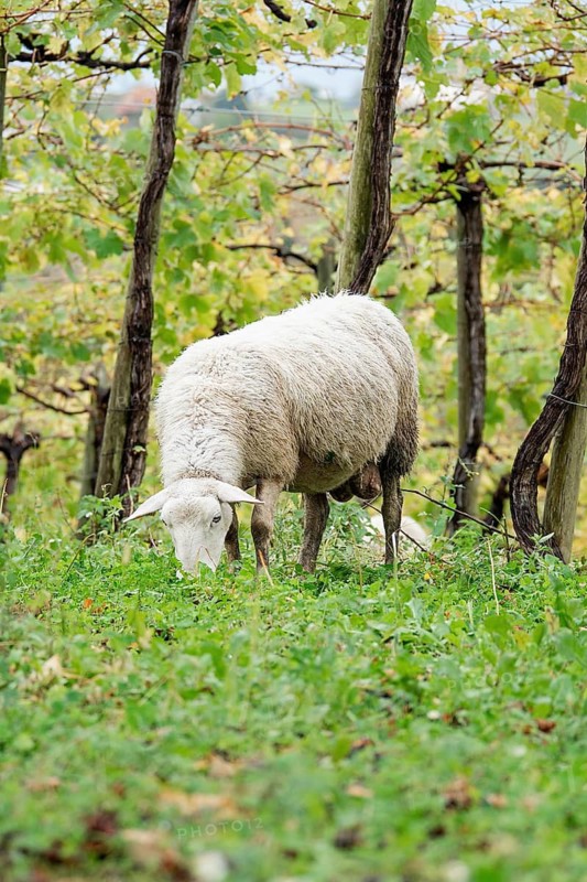 A serene sheep grazes under vine leaves in an idyllic vineyard, blending harmony and natural beauty