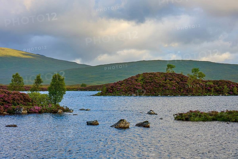 A small lake with trees and islands surrounded by hills under a cloudy sky, Rannoch Moor, Bridge of Orchy, Scotland, United Kingdom, Great Britain