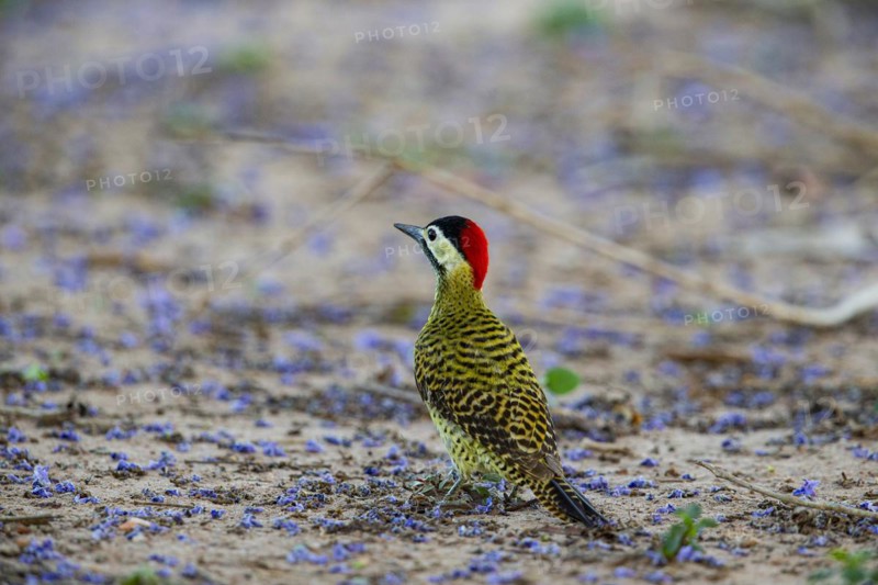 Green-banded Woodpecker (Colaptes melanochlorus) Pantanal Brazil