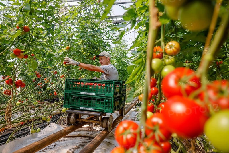 Wittichenau, Oberlausitz, Saxony, Germany - Tomato harvest on the family-run Domanja farm and vegetable farm, up to 25 employees work on the inclusive farm, including 5 employees with severe disabilities, here a permanent employee with severe disabilities harvests ripe tomatoes in the greenhouse