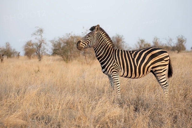 Plains zebra (Equus quagga), in dry grass, in the evening light, Kruger National Park, South Africa