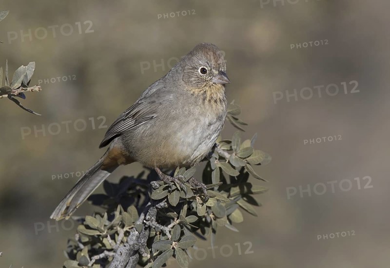 Canyon Towhee (Melozone fusca), New Mexico, USA