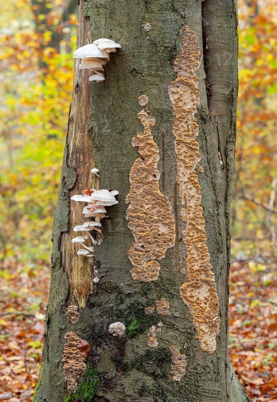 Ringed beech slime beetle (Oudemansiella mucida), fruiting body and the Silvery Porecrust, beech slime beetle (Inonotus nodulosus), fruiting body, on the trunk of a copper beech (Fagus sylvatica), Hainich National Park, Thuringia, Germany