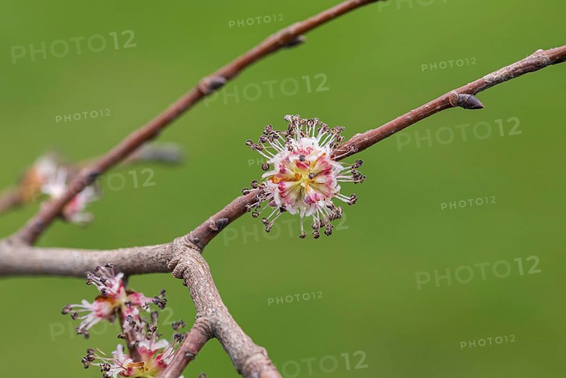 Field elm (Ulmus minor), Germany