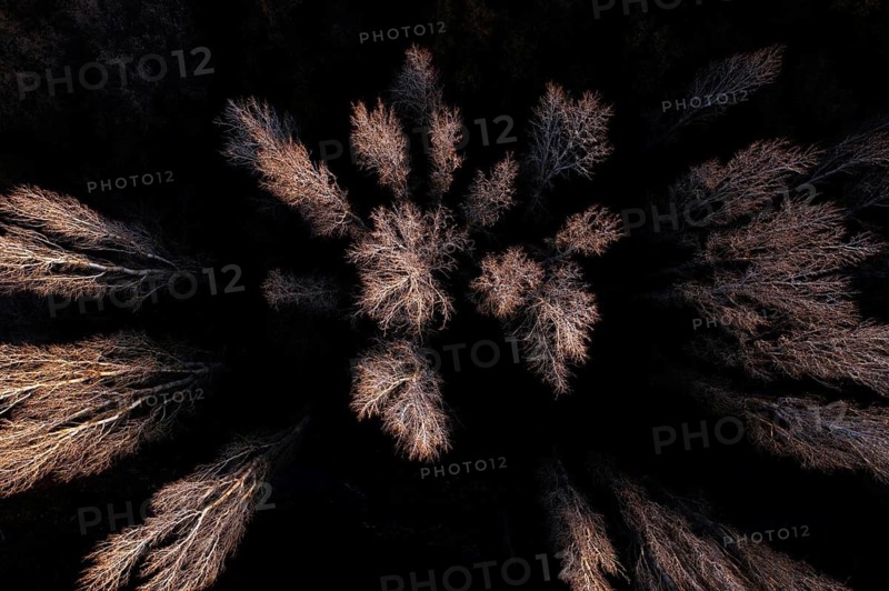 Aerial photograph showcasing a cluster of bare trees, their branches highlighted against the dark forest floor, embodying the stark beauty of autumn
