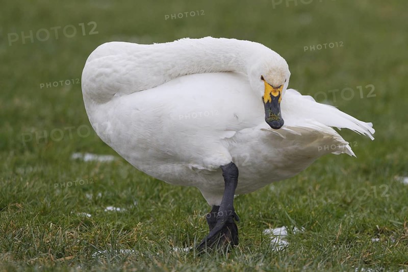 Tundra Swan (Cygnus columbianus bewickii), Netherlands