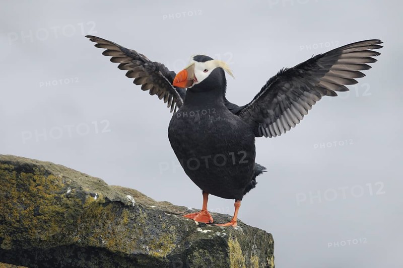 Tufted Puffin (Fratercula cirrhata), Alaska, USA