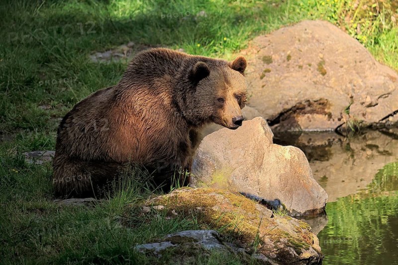 Eurasian brown bear (Ursus arctos arctos), half-grown young, alert, scenting, in summer, at the water, Bavarian Forest National Park, Germany