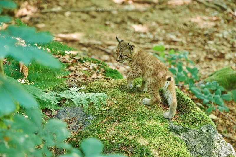 Young Eurasian lynx (Lynx lynx) in a forest, captive, Bavarian Forest Nationalpark, Bavaria, Germany