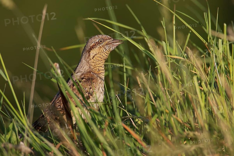 Eurasian Wryneck (Jynx torquilla), Saxony, Germany