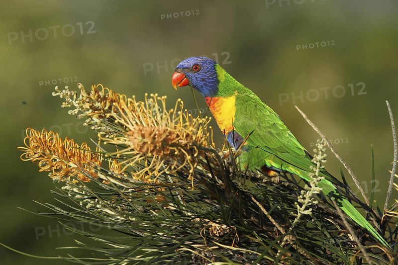 Rainbow Lorikeet (Trichoglossus moluccanus), Queensland, Australia