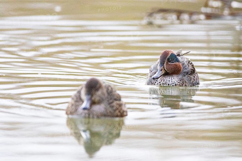 Teal (Anas crecca) Pair Germany