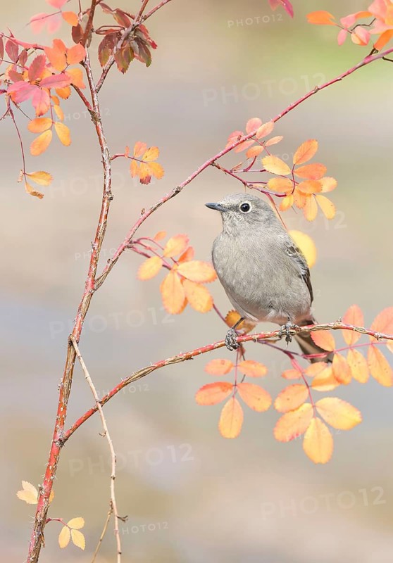 Townsend's Solitaire (Myadestes townsendi) perched on a branch, Colorado, USA